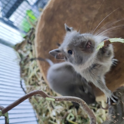 Degu Jungtier - männlich