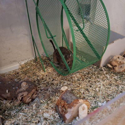 Degus Jungtier - männlich