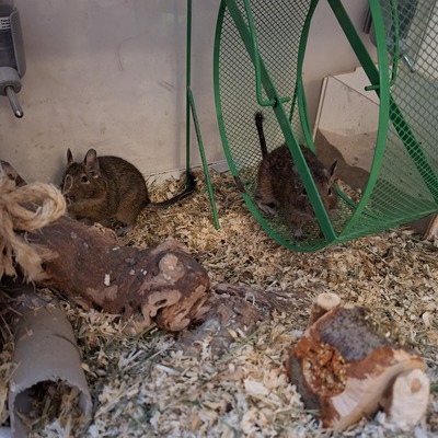 Degus Jungtier - männlich