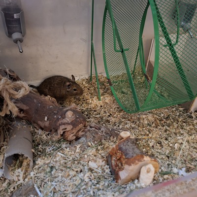 Degus Jungtier - männlich