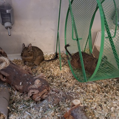 Degus Jungtier - männlich