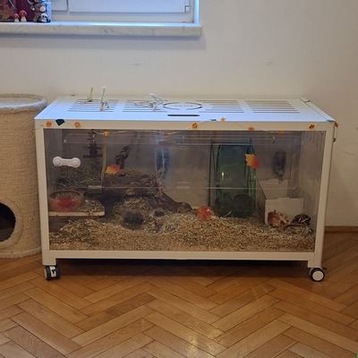 Degus Jungtier - männlich