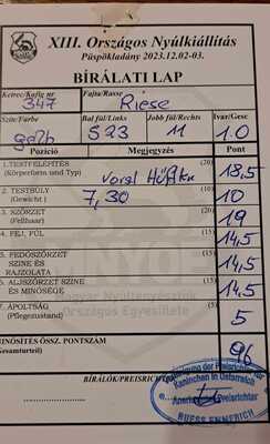 , Deutsche Riesen Gelb - männlich