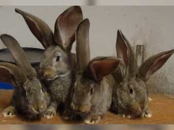 Deutsche Riesen grau Jungtier - unbekannt