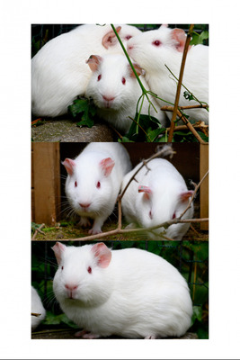 Die 5 Laborschweinchen, Meerschweinchen - weiblich