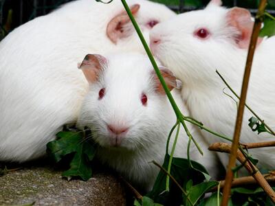 Die 5 Laborschweinchen, Meerschweinchen - weiblich