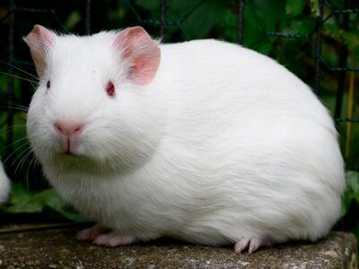 Die 5 Laborschweinchen, Meerschweinchen - weiblich