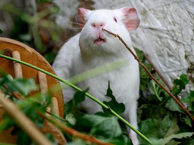 Die 5 Laborschweinchen, Meerschweinchen - weiblich