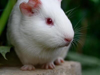 Die 5 Laborschweinchen, Meerschweinchen - weiblich