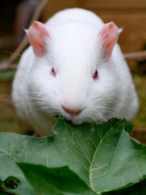 Die 5 Laborschweinchen, Meerschweinchen - weiblich