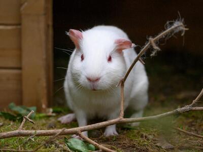 Die 5 Laborschweinchen, Meerschweinchen - weiblich