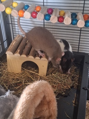 Die Girls, Bunte Jungtier - weiblich