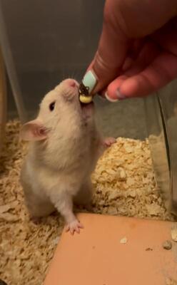 Diva, Mittelhamster (Goldhamster) - weiblich