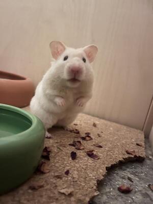 Diva, Mittelhamster (Goldhamster) - weiblich