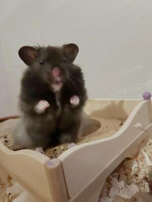 Dreizehn, Teddyhamster - männlich