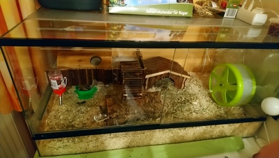 Dsungarische Zwerghamster Jungtier - männlich