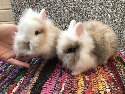 Echte Mini Zwergkaninchen weiblich u. männlich, Löwenkopfzwerge Jungtier - männlich