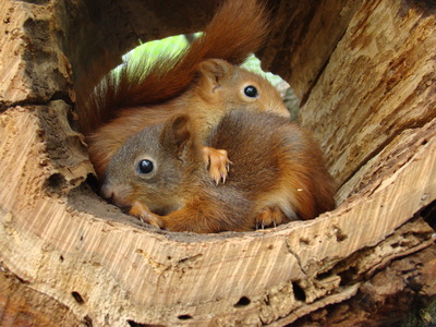 Eichhörnchen, Europäisches Eichhörnchen Jungtier - weiblich