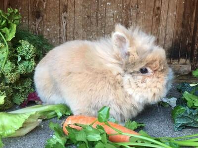 Elvis, Löwenkopfzwerg - männlich