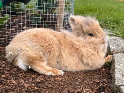 Elvis, Löwenkopfzwerg - männlich