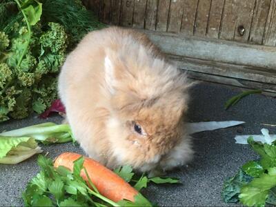 Elvis, Löwenkopfzwerg - männlich