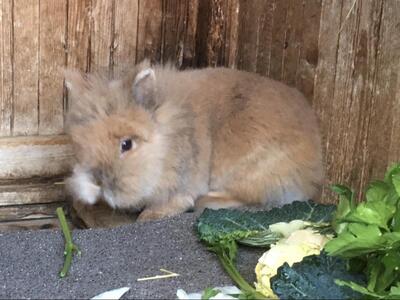 Elvis, Löwenkopfzwerg - männlich