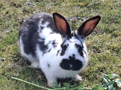Emil, Riesen-Mix-Kaninchen - männlich