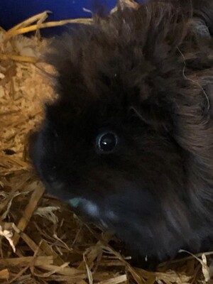 Emily, Pflegestelle in 81927 München - weiblich