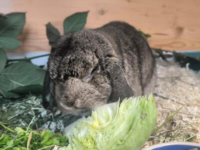 Ernie, Widderkaninchen - männlich