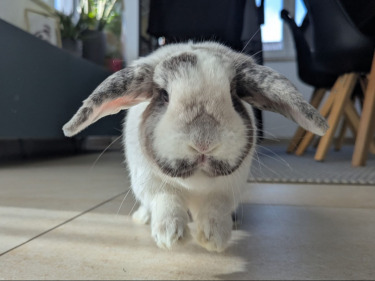 Ferdinand & Penelope (geb. 2022), Zwergwidder - männlich