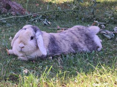 Ferdinand & Penelope (geb. 2022), Zwergwidder - männlich