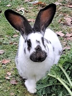 Finni, Riesenschecke - weiblich