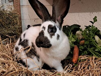 Finni, Riesenschecke - weiblich