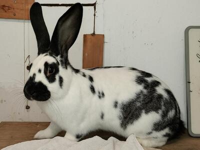 Finni, Riesenschecke - weiblich