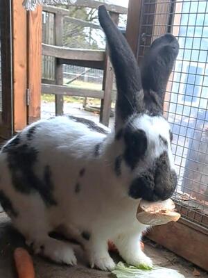 Finni, Riesenschecke - weiblich