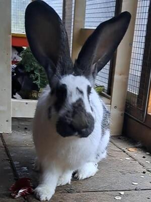 Finni, Riesenschecke - weiblich