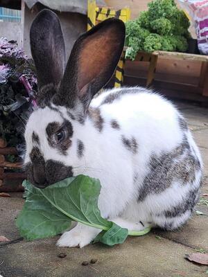 Finni, Riesenschecke - weiblich