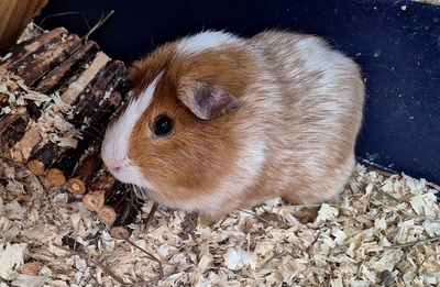 Flecki& Schlappi, Nicht bekannt - männlich