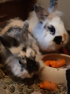 Fleckig und Blume, Löwenkopfzwerge - männlich