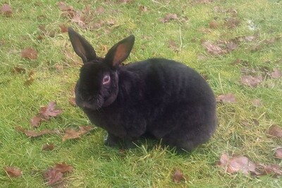 Flipsi, Zwergrexkaninchen - weiblich