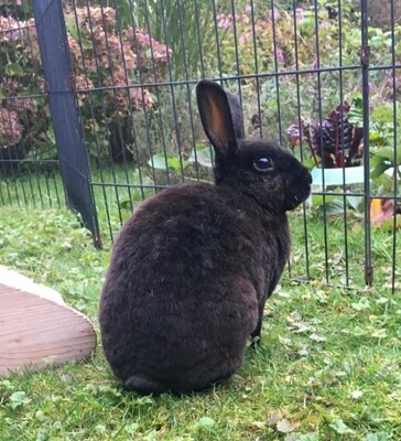 Flipsi, Zwergrexkaninchen - weiblich