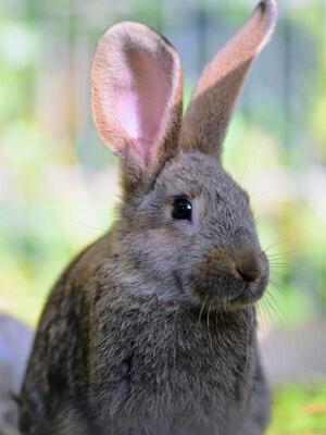 Flipsy, Riesen-Mix-Kaninchen - männlich