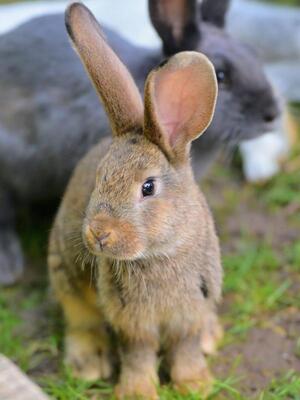 Flipsy, Riesen-Mix-Kaninchen - männlich