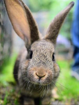 Flipsy, Riesen-Mix-Kaninchen - männlich
