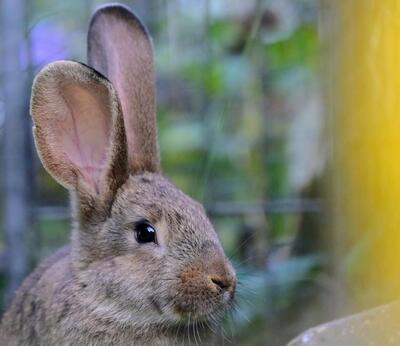 Flipsy, Riesen-Mix-Kaninchen - männlich