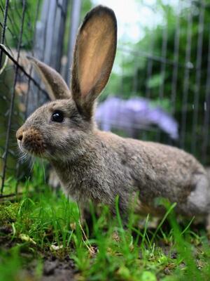 Flipsy, Riesen-Mix-Kaninchen - männlich