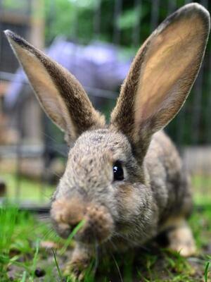 Flipsy, Riesen-Mix-Kaninchen - männlich