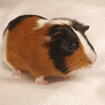 Fräulein Lucky, Glatthaar - weiblich