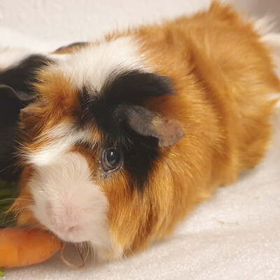 Fräulein Rosalie, Rosette - weiblich