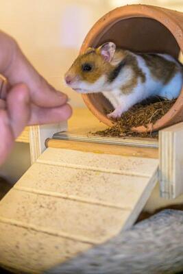 Fräulein Schmittchen, Mittelhamster (Goldhamster) - weiblich